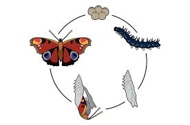 This insect is of great spiritual meanings all around the world. Butterfly Tattoo Designs You Wouldn T Want To Miss Inking