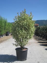 Image result for Ligustrum lucidum