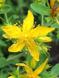 Check spelling or type a new query. Common St Johns Wort Plugs Hypericum Perforatum Uk Delivery Naturescape