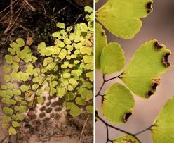 Image result for Adiantum poiretii