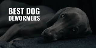 How long they can stay in the crate. 10 Best Dog Dewormers Liquid Tablets Reviews Dosage Faq