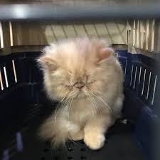 From wellness exams and vaccines to advanced diagnostics and complex surgical procedures, your dog or cat will receive high quality care at our hospital. Photos At Pet Vet Pet Service In Tanah Abang