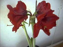 Amaryllis Hippeastrum Benfica Youtube Amaryllis Amaryllis Bulbs Bulbs And Seeds