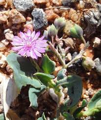 Image result for Corbichonia decumbens