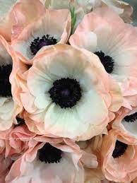 Pin By Danielle Valente On Flowers Plants Beautiful Flowers Pretty Flowers Flowers
