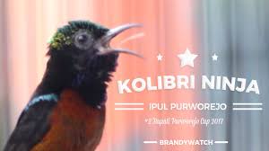 Untuk rekomendasi gula jawa yang pertama, anda bisa gunakan tropicana slim gula jawa. Suara Burung Kolibri Ninja Purworejo Berirama Syahdu Ngeroll Nembak Youtube