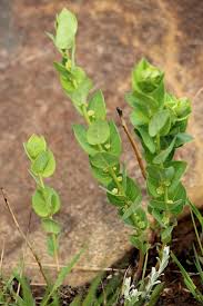 Image result for Clutia hirsuta