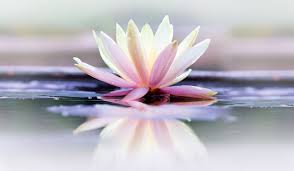 Lotus Flower Meaning And Symbolisms The Goddess Garden
