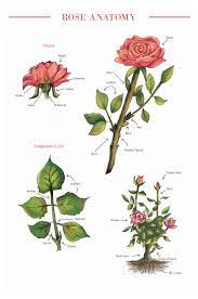 Rose Anatomy Official Blog Of Jackson Perkins Flower Anatomy Rose Care Flower Structure