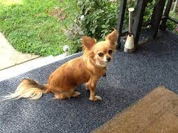 Long Haired Chihuahua Ginger Dog Chihuahua Cute Animals Chihuahua