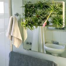 1001 Idees Pour Votre Plante Pour Salle De Bain Ambiances Spa Et Zen Salle De Bain Salle De Bains Sol Bois Interieur Salle De Bain