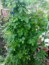 Cara menanam bunga telang butterfly pea. Khasiat Pokok Kacang Telang Butterfly Pea Flower Pea Flower Butterfly Pea