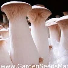 Maybe you would like to learn more about one of these? Cawan Sangkakala Raja Cendawan Tanduk Perancis Cendawan Tiram Raja Cendawan Coklat Raja Boletus Dari Padang Rumput Sangkakala Royale Ali I Oyster Pleurotus Eryngii Garden Seeds Market Penghantaran Percuma