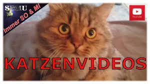 · KATZENVIDEOS · Video mit Katzen und Musik - lustige & witzige Katzen von  Kiwi - Wuschel Nora Loki - YouTube