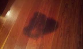Pet accidents on hardwood flooring require a quick response. Removing Pet Urine Stains From Hardwood Floors Urine Stains Flooring Staining Wood Floors