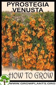 Image result for Pyrostegia