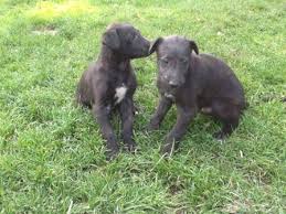 He's sweet, loving, devoted and sometimes silly. Scottish Deerhound Information Puppies Pictures