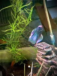 What Fish Can Live With Bettas? Full Tank Mate List (Proven)