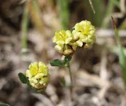 Image result for Trifolium campestre