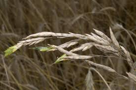 Image result for Pseudobromus