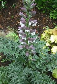 Image result for Acanthus
