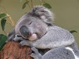 Resultat De Recherche D Images Pour Koala Campbelltown Animaux Mignons Animaux Koala