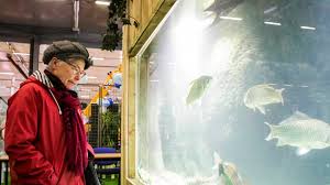 Un poisson d'eau douce est une espèce de poissons qui passe toute ou une partie de sa vie en eau douce, dans les cours d'eau et les lacs, où la salinité est très faible (moins de 0,05 %). Les Poissons D Eau Douce S Invitent A Ferme Expo