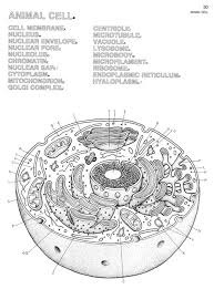 Animal cell coloring page answers also plant cell coloring pages. Biologycorner Com Animal Cell Coloring Key Animal Cells Coloring Worksheet Lovely Plant And Animal Download Animal Cell Coloring Answer Key For Free Bomo Ra