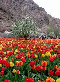 panoramio photo of tulip garden karaj iran iran travel scenery visit iran