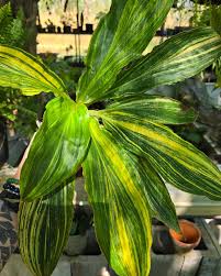 Image result for Palisota