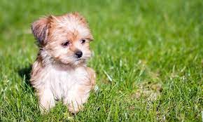 Shorkie A Complete Guide To The Shih Tzu Yorkie Mix All Things Dogs All Things Dogs