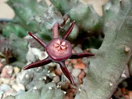 Image result for Duvalia