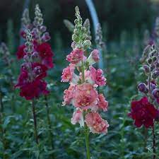 Pin On Photos From Rs Garden Care Services