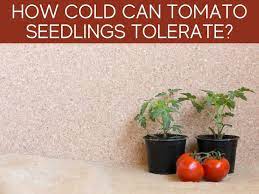Maybe you would like to learn more about one of these? Is 40 Degrees At Night Too Cold For Tomatoes Greenhouse Today