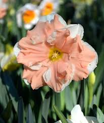 Daffodil Apricot Whirl Daffodil Bulbs Plant Flower Bulbs Daffodils