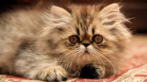 I know very little about genetics, the mode of inheritance of colours etc in cats; Persian Cat Coat Patterns And Colors