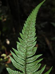 Image result for Cyatheaceae