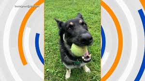 Joe biden loves dogs, wilmington, delaware. Major Biden From The White House To The Dog House Abc News