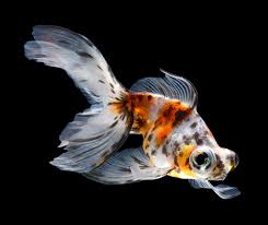 Some say minimum 20 gals to start, but you might as well start with a 30 gal, which to me is the minimum. Butterfly Goldfish Care Guide Varieties Lifespan More With Pictures Pet Keen