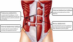 These muscles would be used along a sequence of muscle innervation. Abdominal Muscles Orgin Insertion Function Exercise