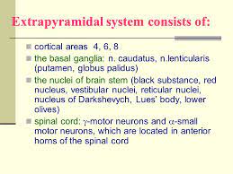 Extrapyramidal System And Cerebellum Ppt Video Online Download