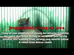 I 4 punti che evidenziano i. Jenggot Mini Beset Nembak Gacor Youtube