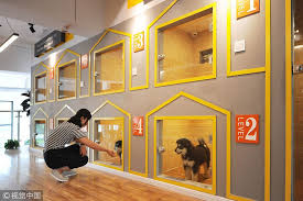They did an amazing job! Pets Hotel The Y Guide