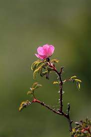 Rosa Canina 06 By Dnieper On Flickr Flowers Photography Beautiful Flowers Wallpapers Rare Flowers