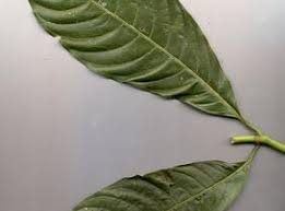 Image result for Psychotria linearisepala
