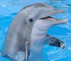 Τα δελφίνια έχουν μνήμη μεγαλύτερη από του ελέφαντα - ΤΑ ΝΕΑ