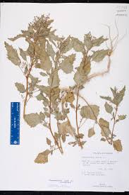 Image result for Chenopodiastrum murale