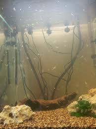 White Fish Flake Type Floating Things In My Tank My Aquarium Club