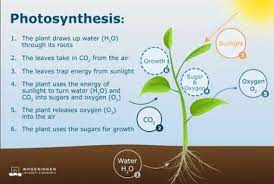 Sugar Water Effect Plants In 2021 Photosynthesis Plant Roots Plants