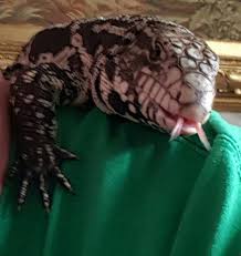 Argentine Black And White Tegu For Sale Near Me Bit Of A Long Shot But Worth A Go Please Can You Help Tame And Friendly Argentine Tegu Lost In Wavertree Liverpool His Name Is Loki Tegu Love Pet Lizard